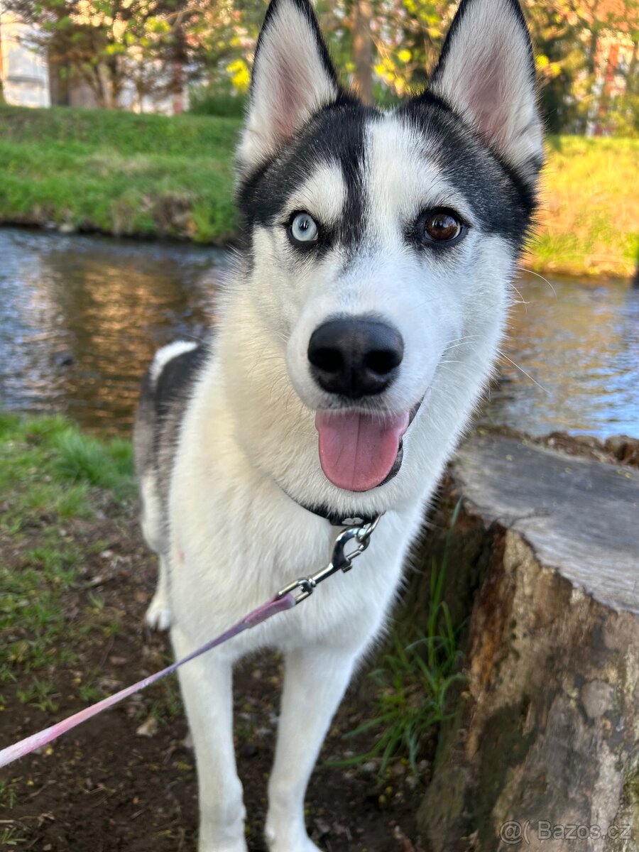 Husky - 12