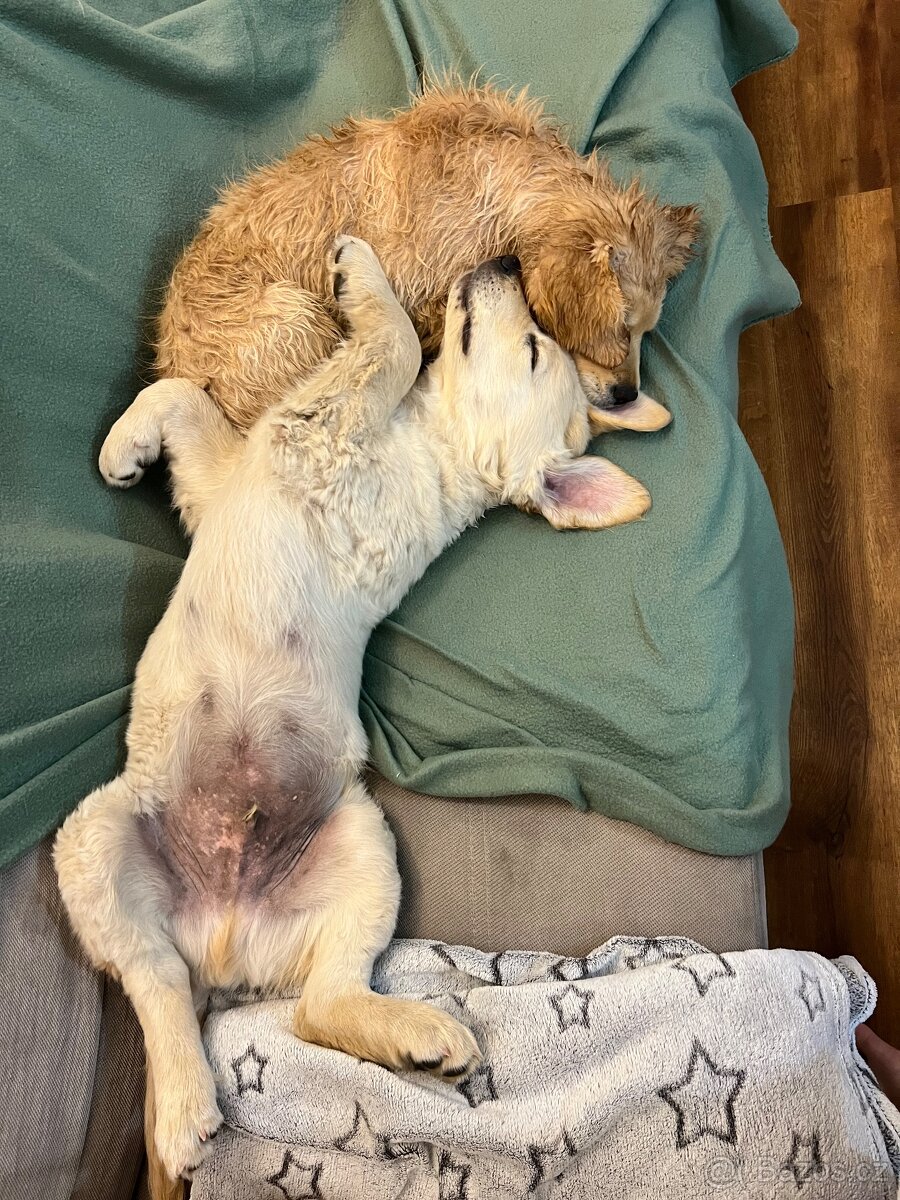 Kluk zlatého retrívra - 12