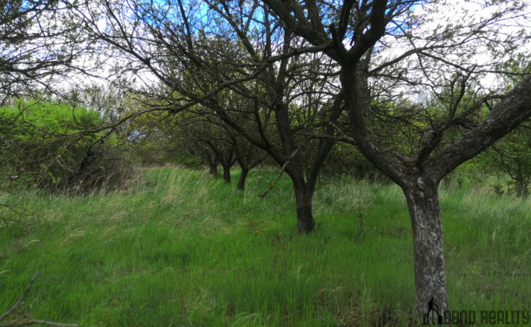 Prodej sadu, 22 292 m², Hustopeče u Brna - 12