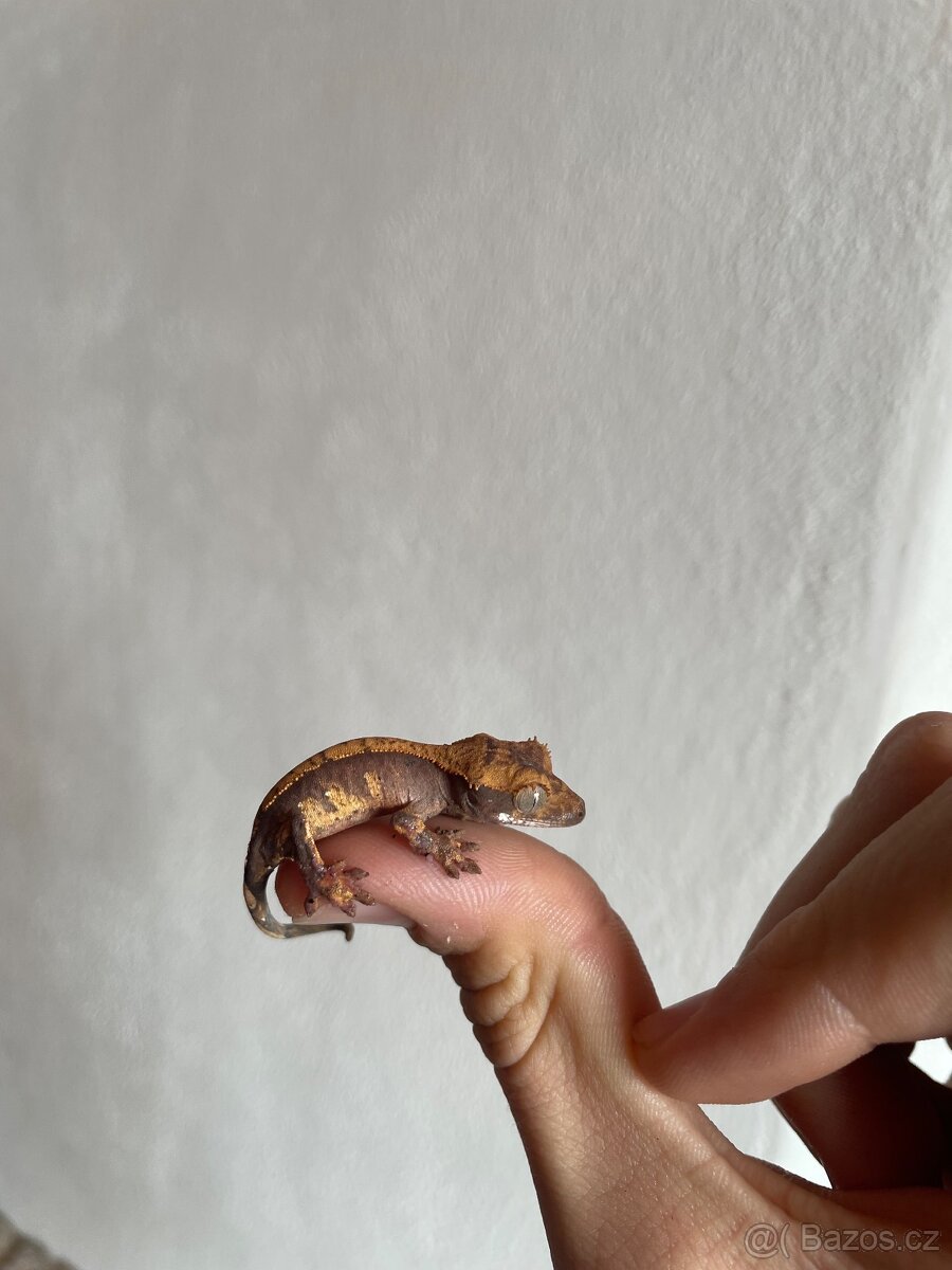 Pagekon řasnatý - 12