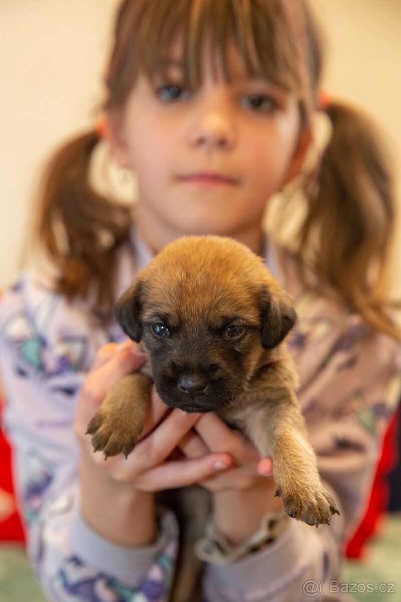 Štěňata křížence - 12