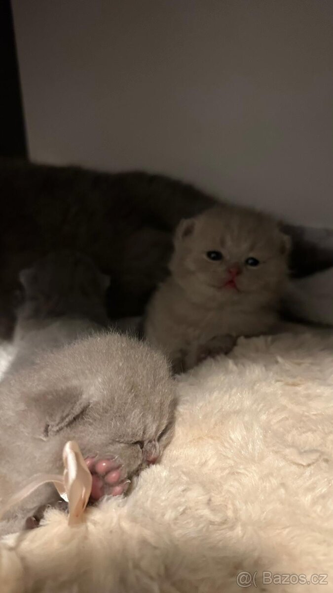 Britský kocourek ke krytí - 12