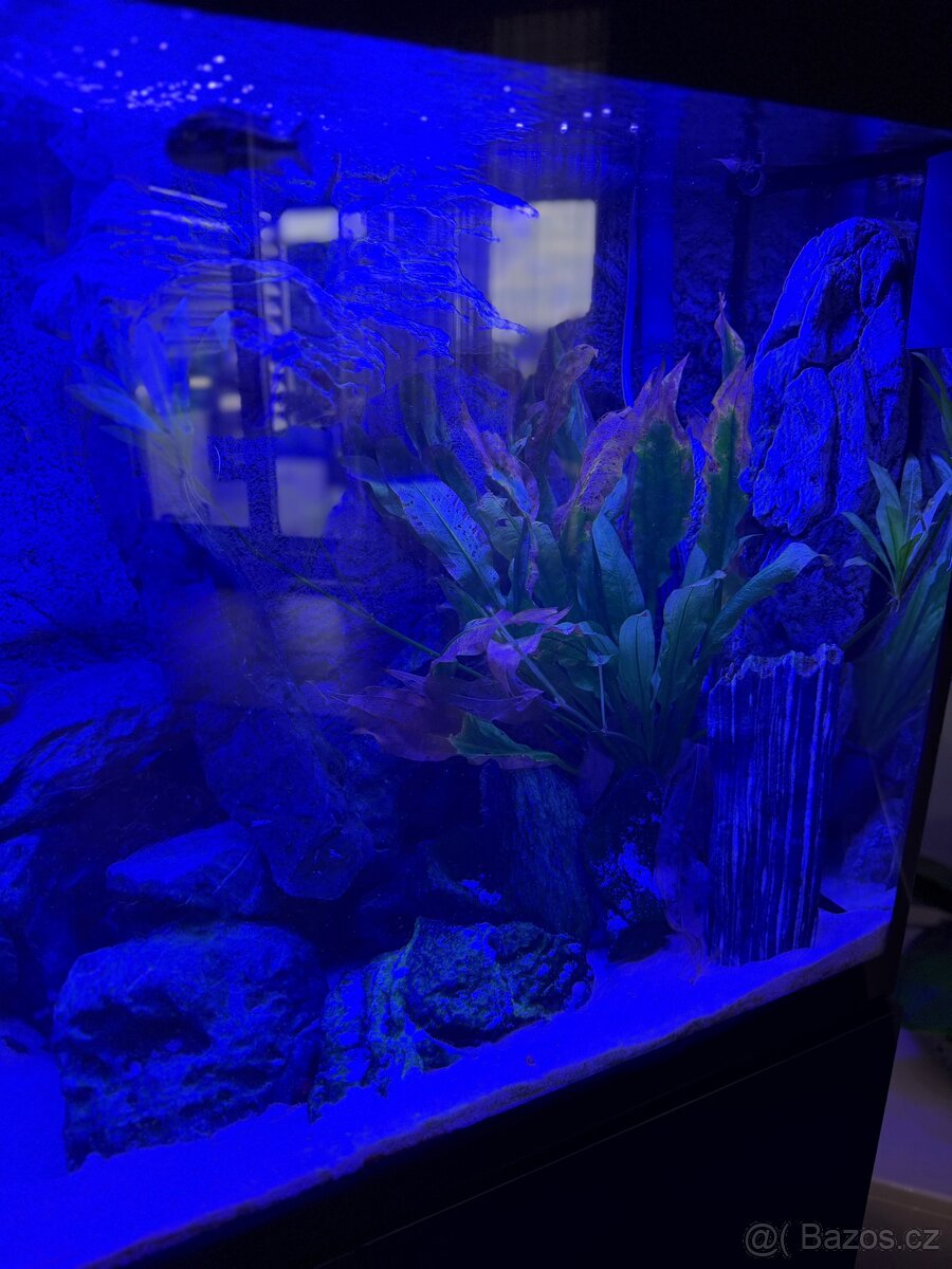 Luxusní vybavené akvárium + ryby - 12