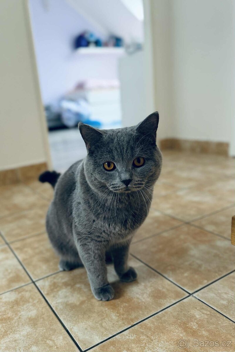 Britská modrá - 12