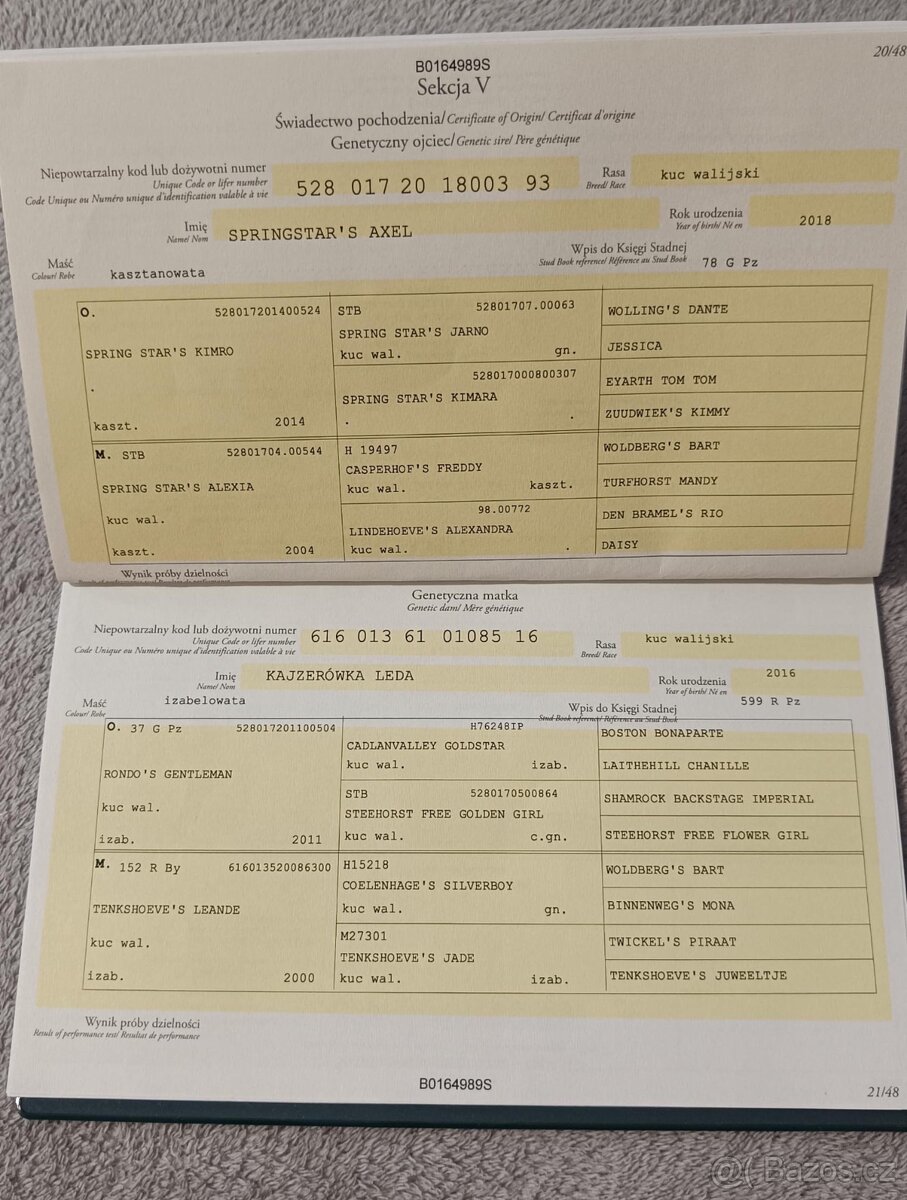 Welsh pony B - valach - 12