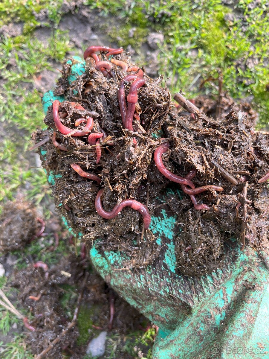 Kalifornské a Hnojní Žížaly - 12