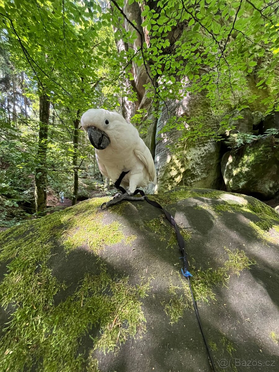 Papouščí párty - 12