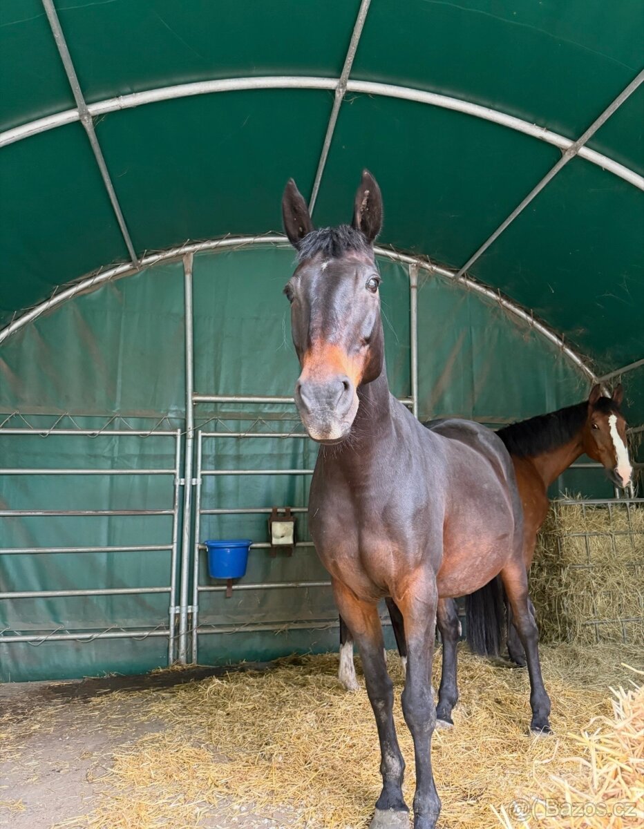 A 1/1 a český teplokrevník - 12