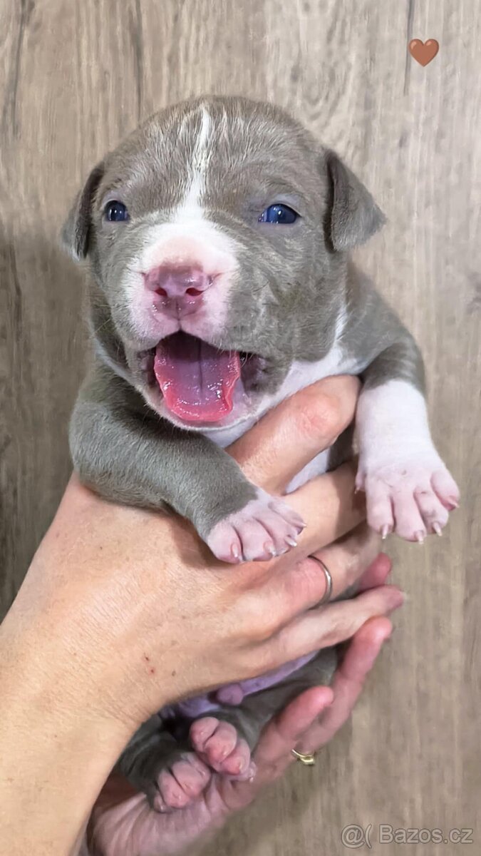 American Bully XL (reg. ABKC) Modrá a Šampaň štěňátka - 12
