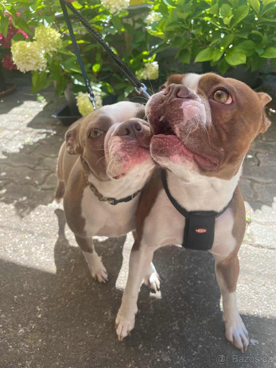 Bostonský teriér s PP Lilac - 12