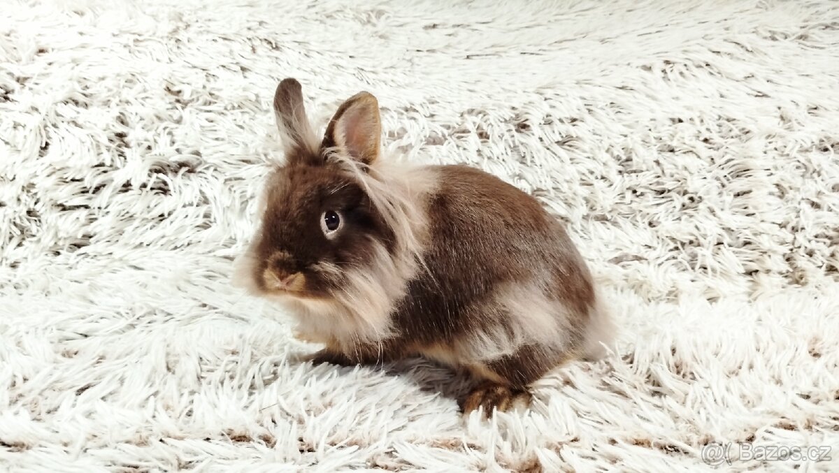 Zakrslý králík, králíček - (lvíček)-NATANIEL - 12