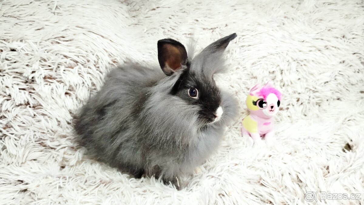 Zakrslý králík, králíček - HOLLY - 12