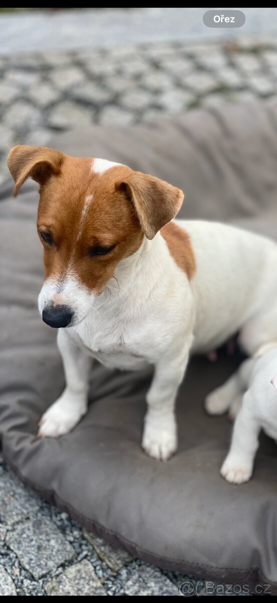 Jack Russel Terier - 12