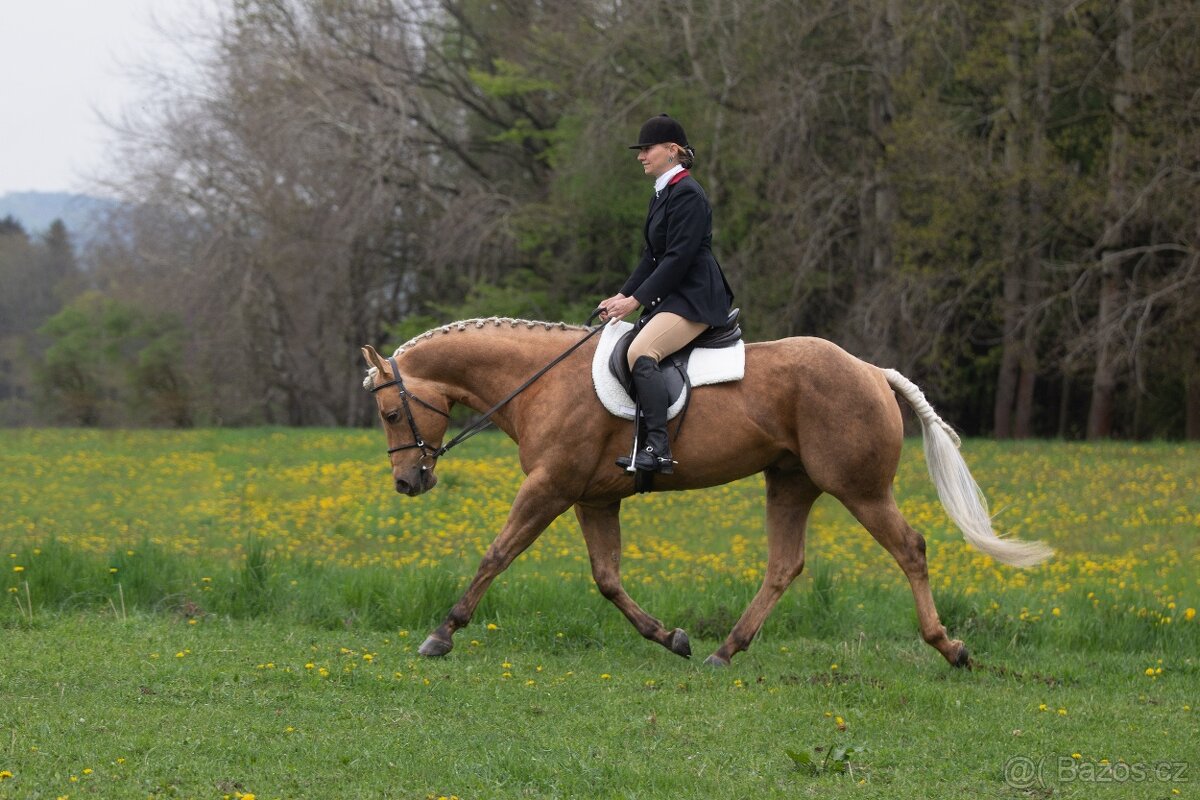 Připouštění QH hřebcem - 12