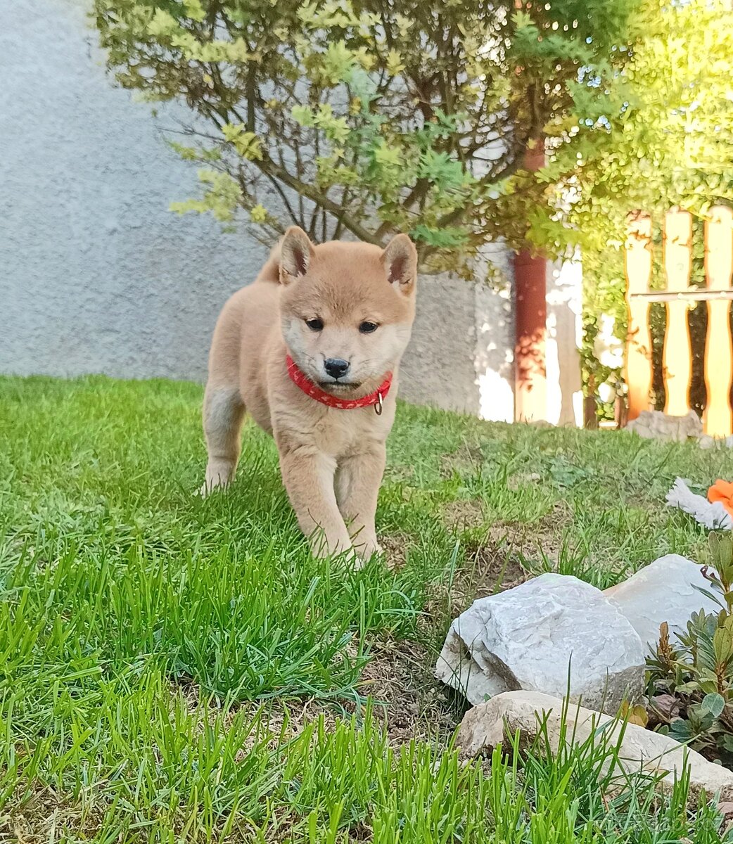Shiba inu šteniatka - 12