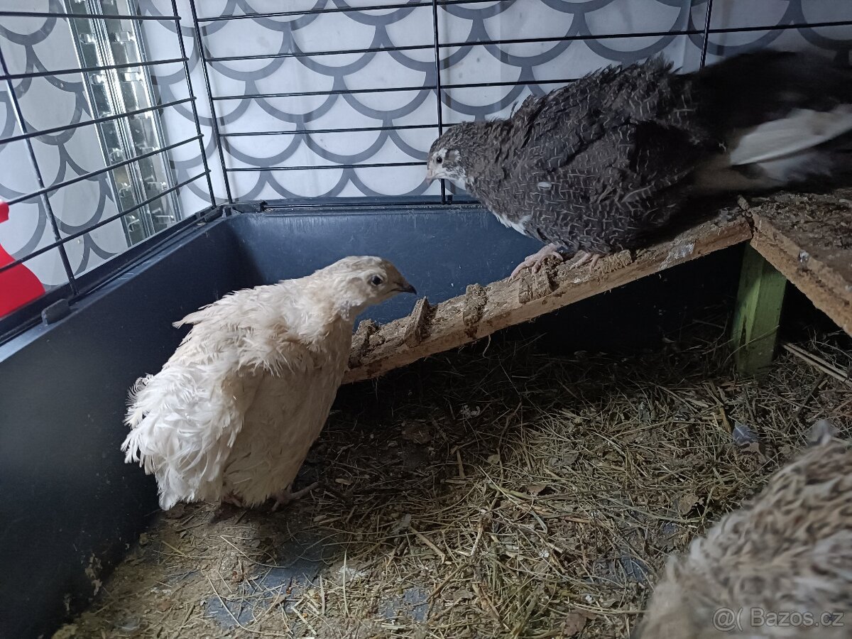 Násadová vejce křepelky - 12