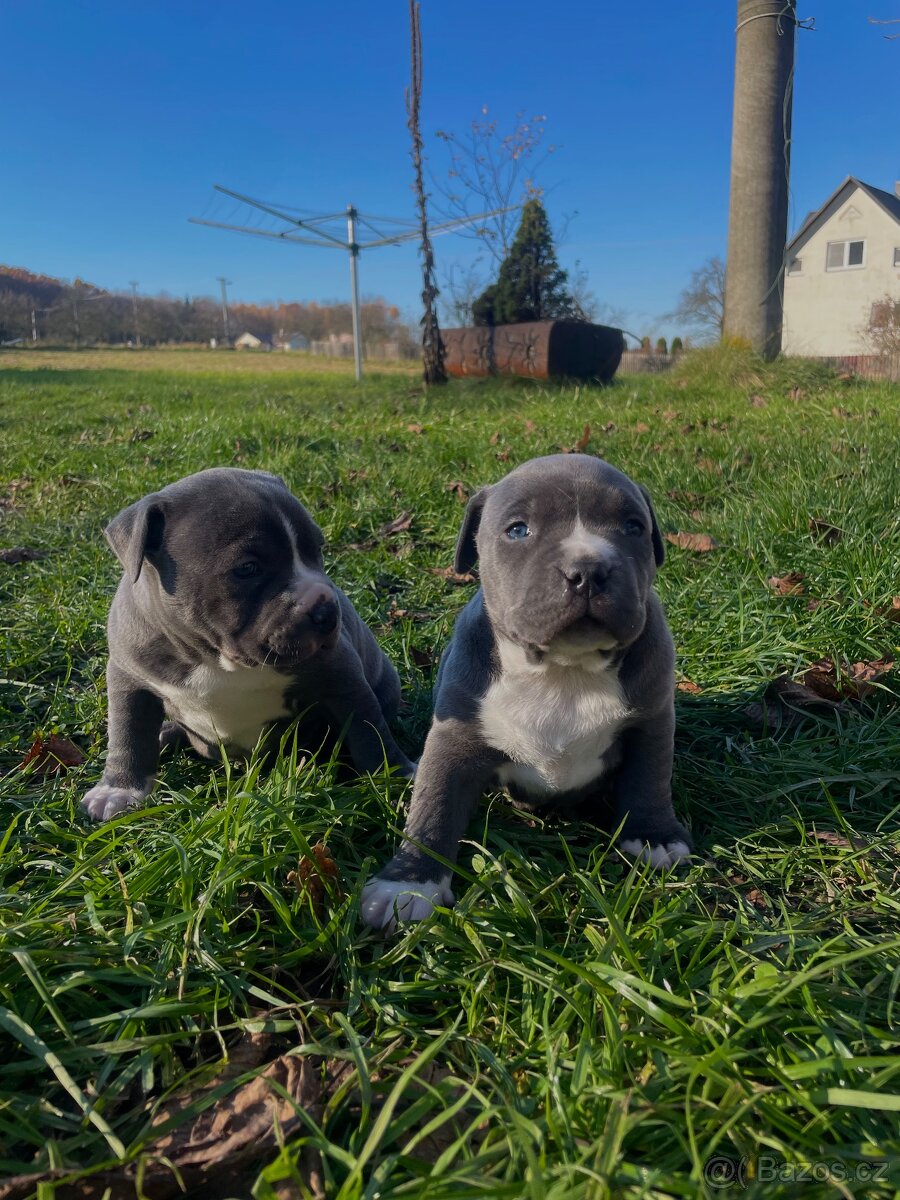 🐾 Americký stafordšírský teriér – modrá štěňátka Bibi a Oli - 12