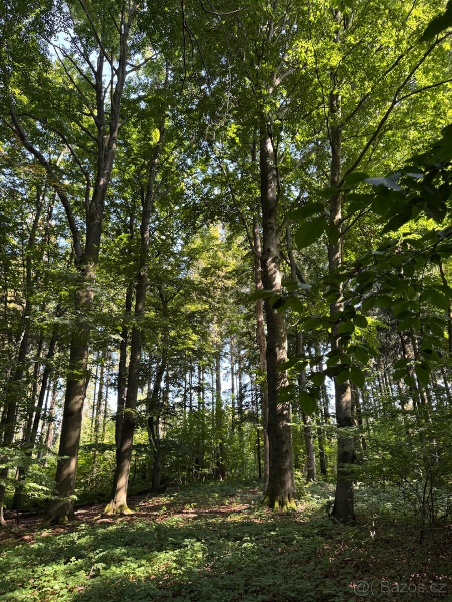 Prodej lesního pozemku v k.ú. Liberk - 12