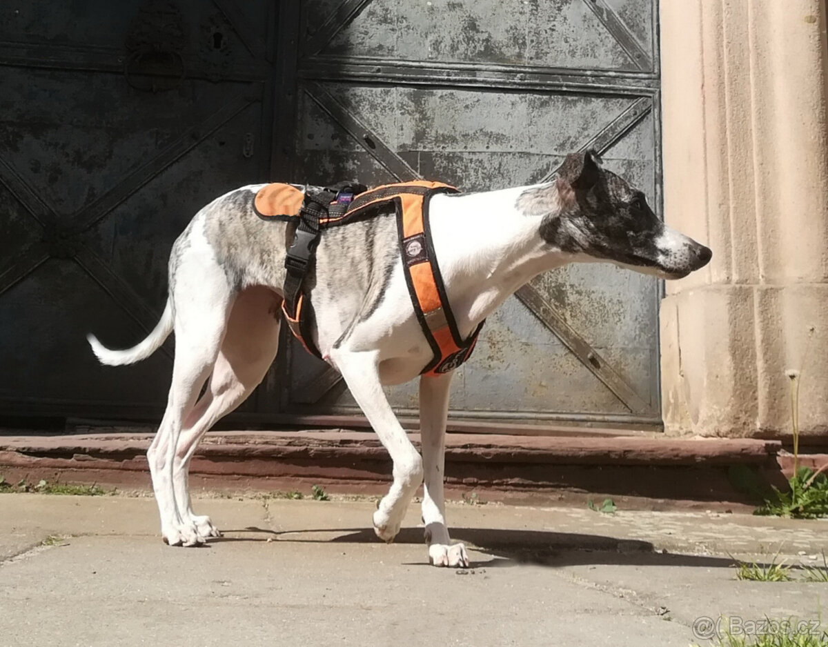 Whippet štěňátka bez PP po rodičích s PP ( FCI). - 12