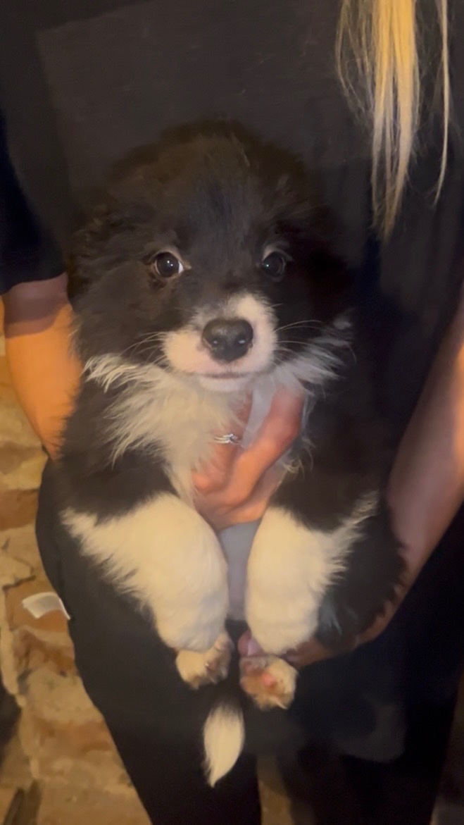 Štěňátka border kolie - 12