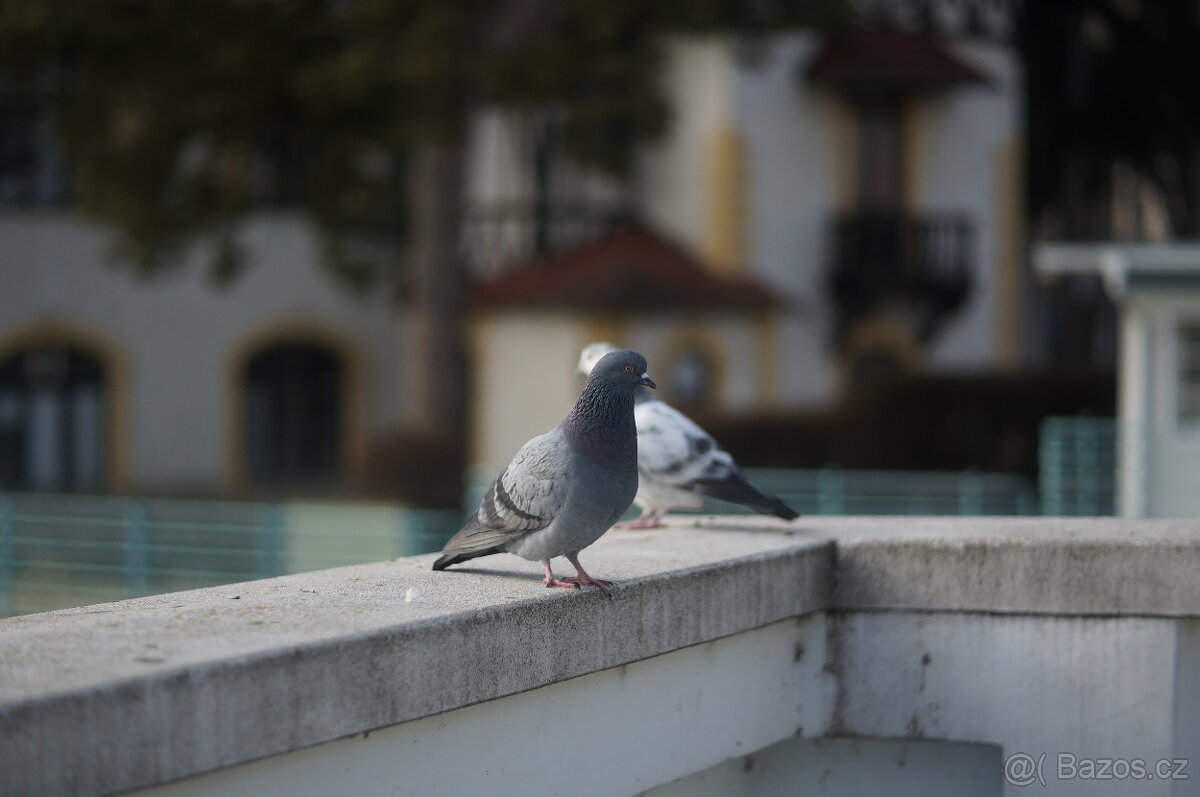 Carl Zeiss Jena Visionar 60/1,6 a 71/1,6 FF 2 ks - 12