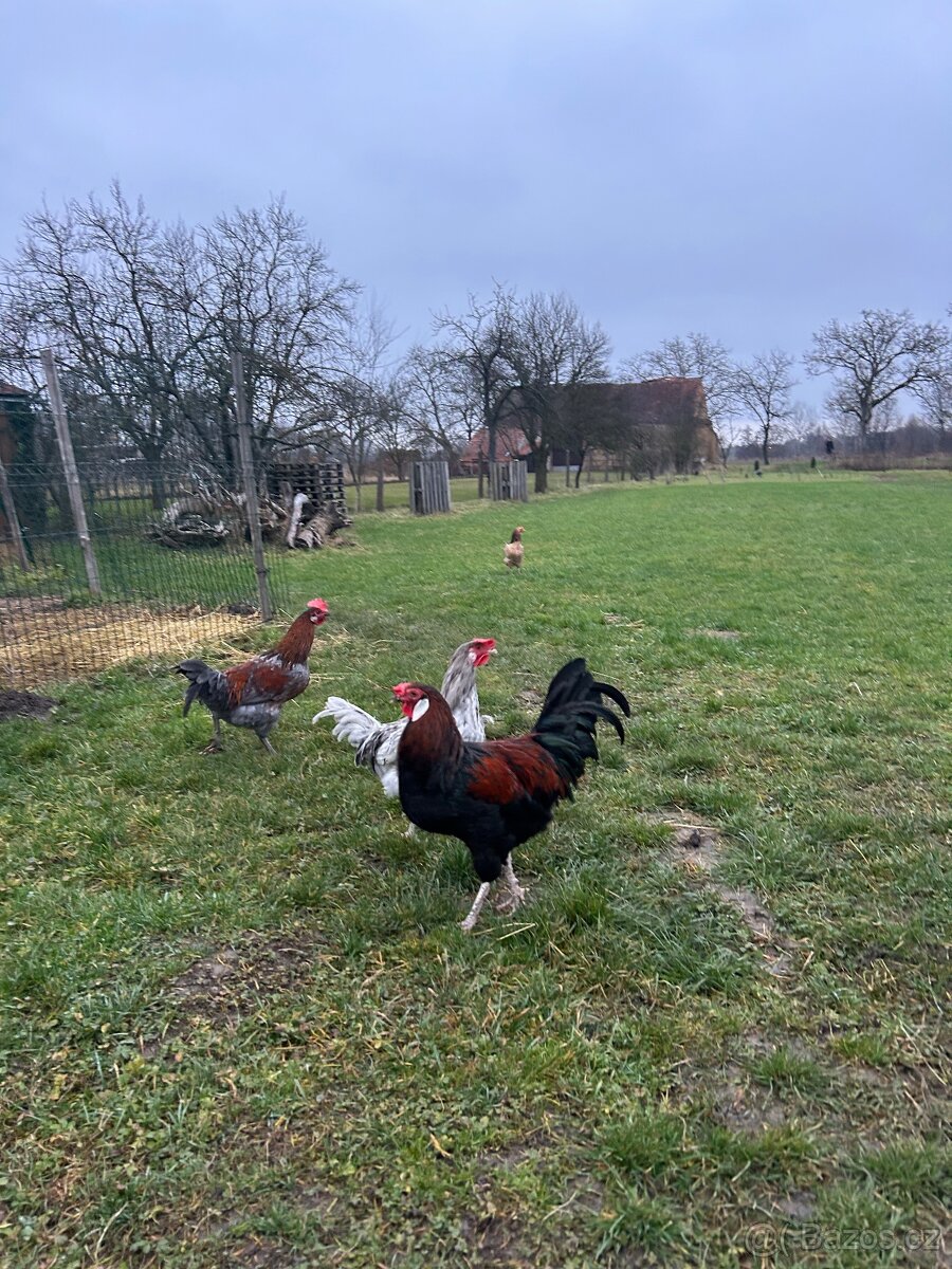 Kohouti, kohout na chov - 12