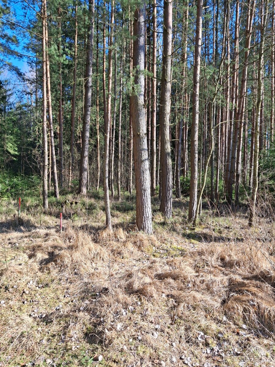 4233 m2 Udržovaný les a louka u JÍLOVIC - 12