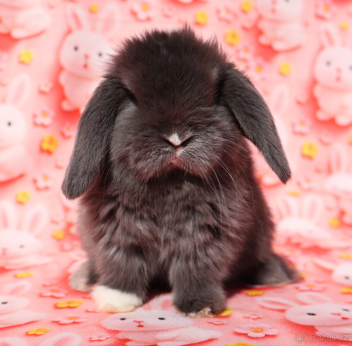 Zakrslí beránci NHD . - 12