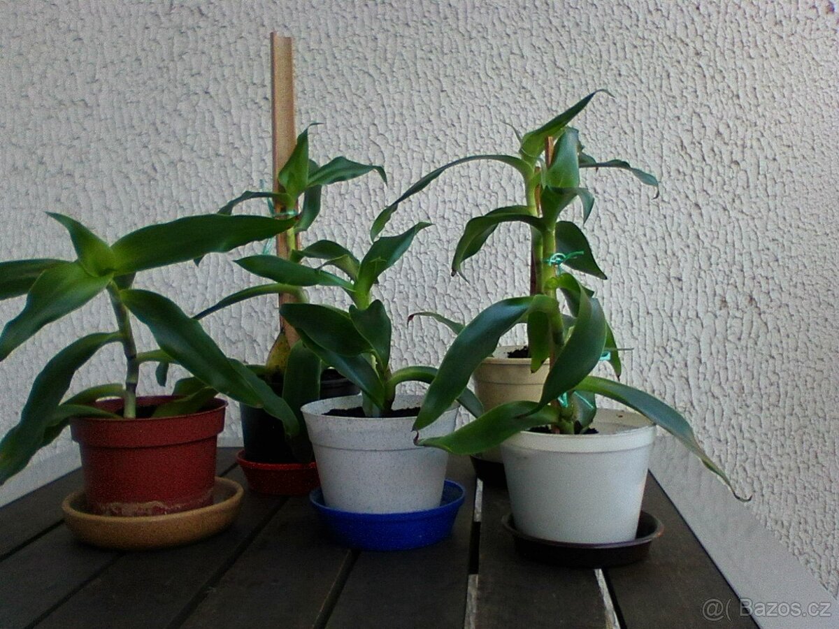 Pokojové květiny - 12