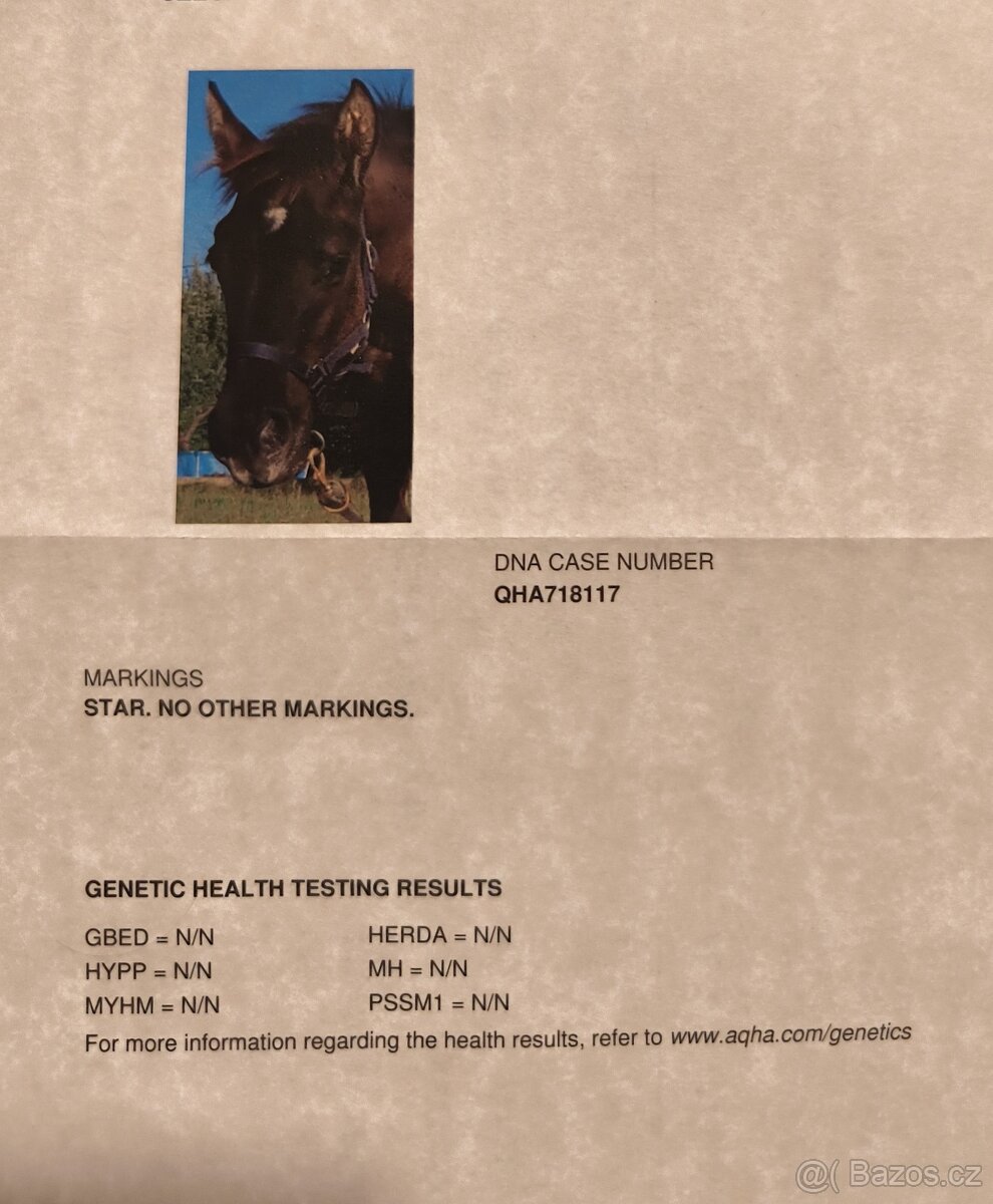 Krásná Grullo Klisna - 12