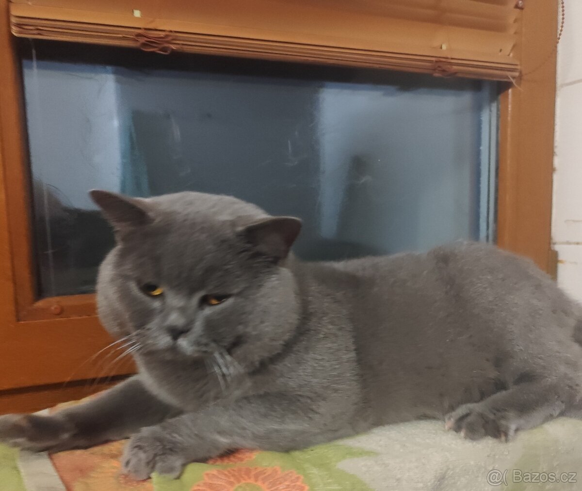 Britská koťátka modrá bicolor - 12