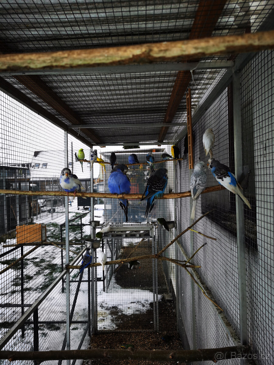 Andulka vlnkovaná 2025 po výstavních rodičích - 12