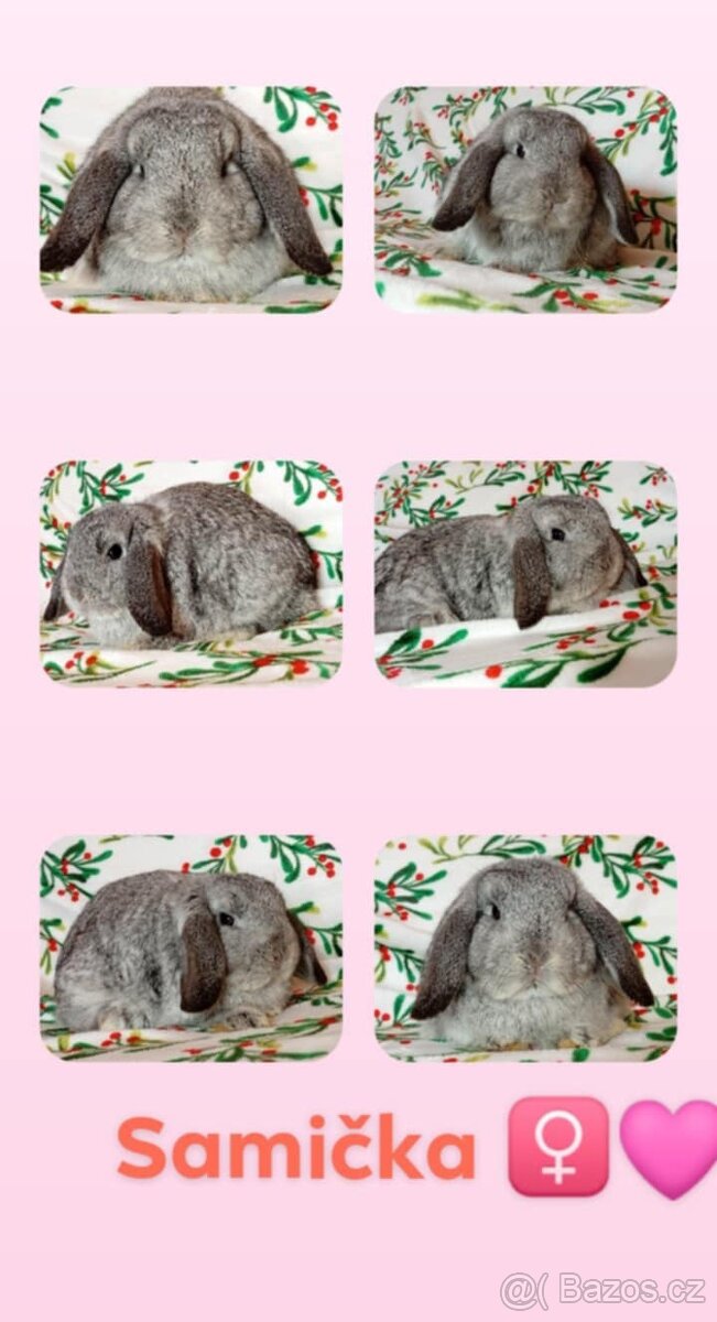 Samička Zakrslý Beránek MiniLop ❤️ - 12