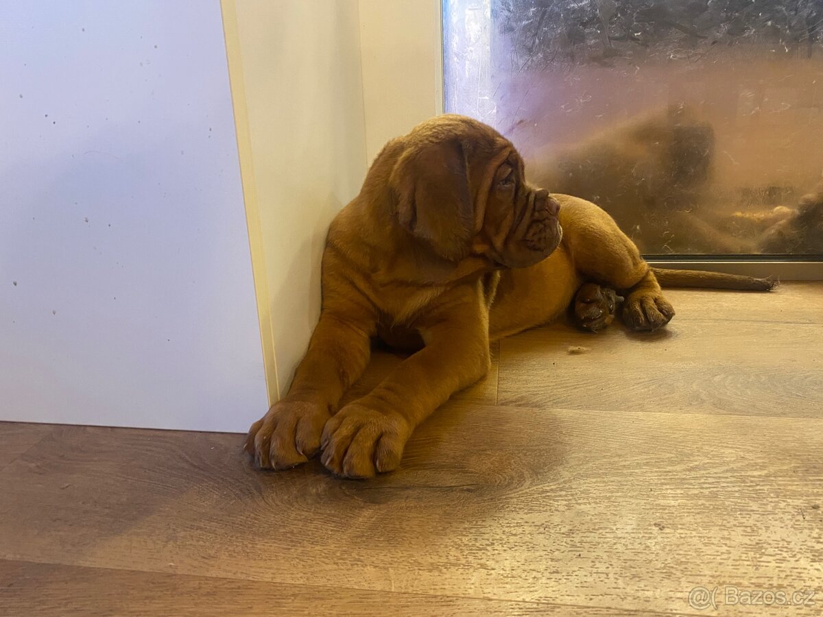 Bordeauxska doga s PP - 12