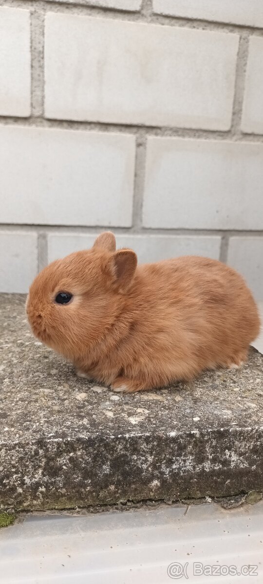 Zakrslý červený králík - 12