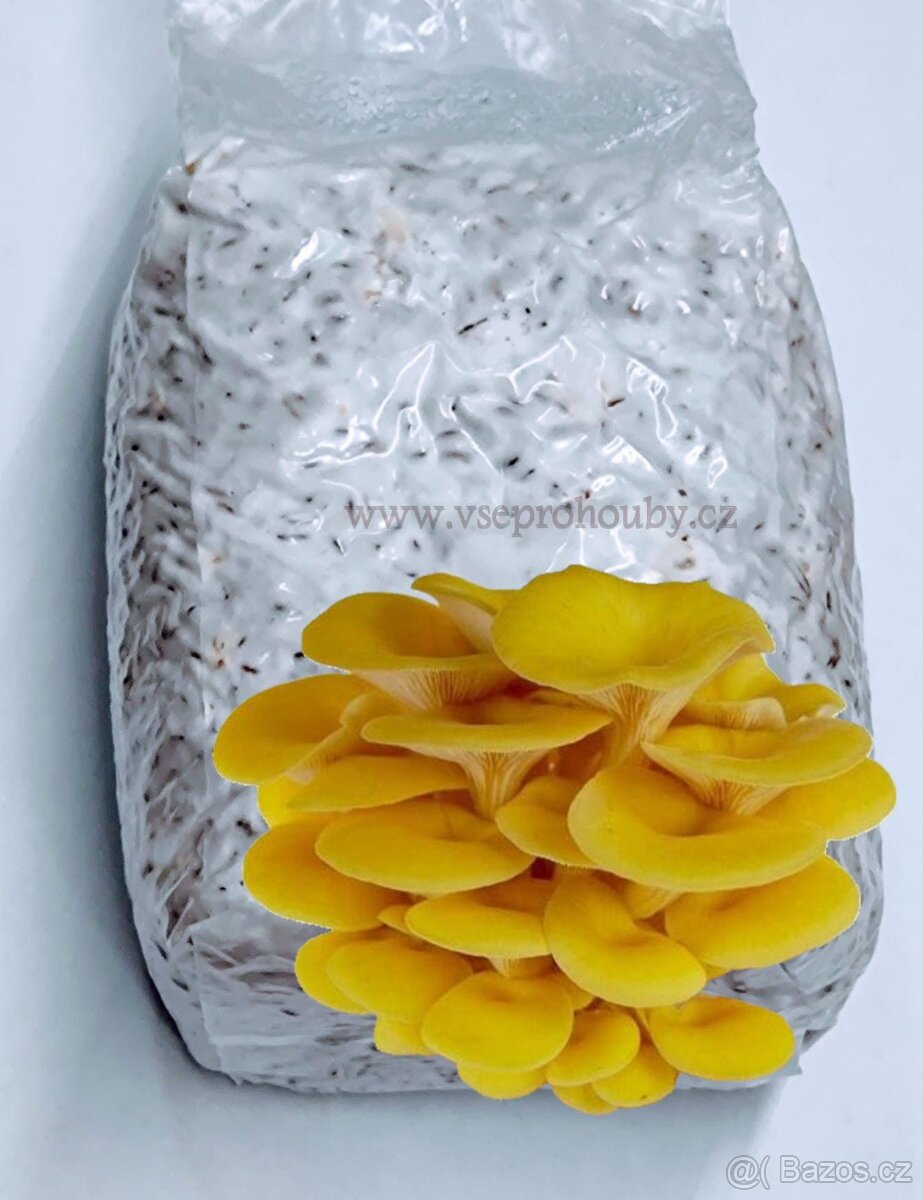 Sadba - Hlíva ústřičná, plicní, modrá, růžová, královská - 12