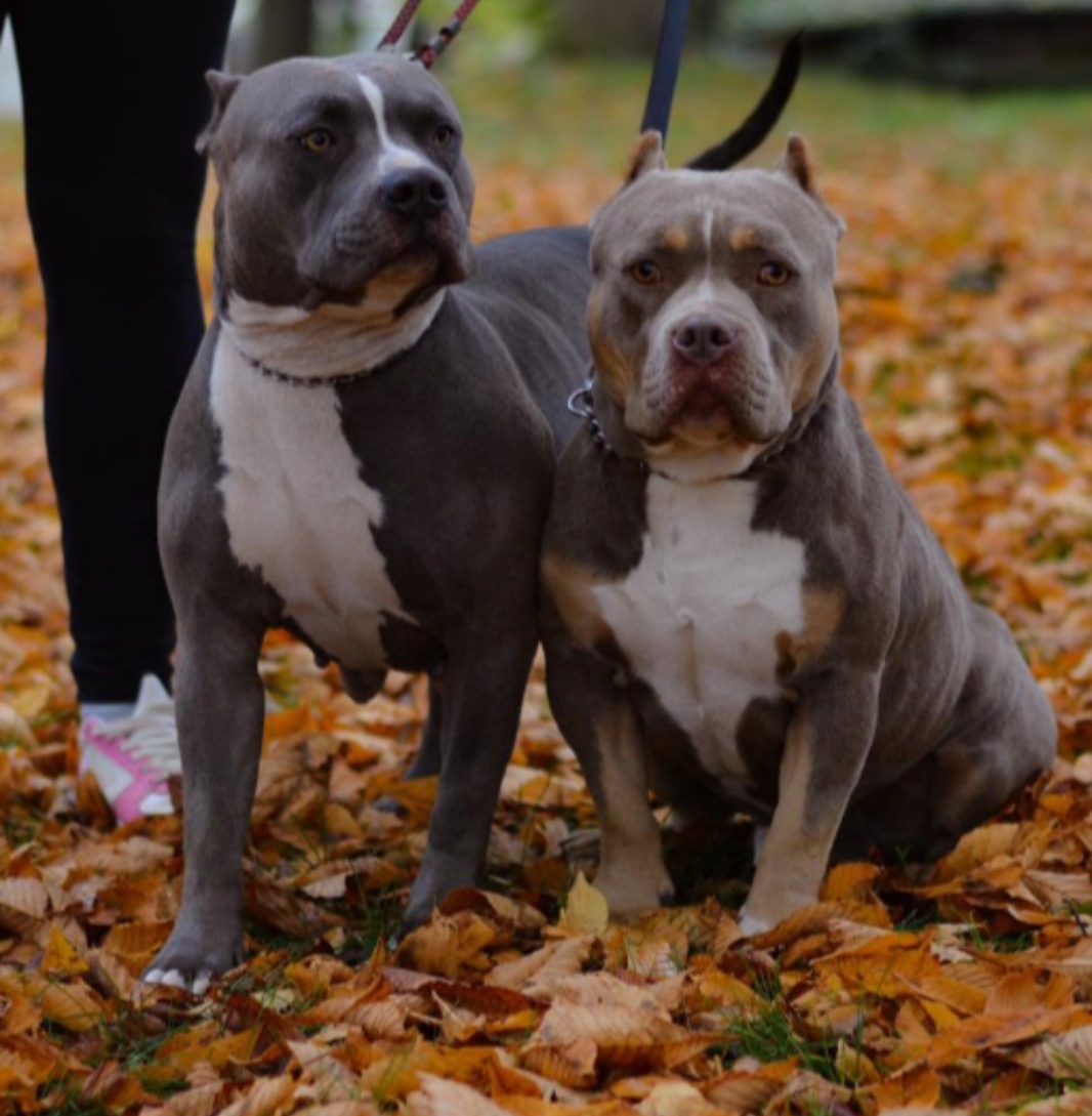 American Bully Standard - 12
