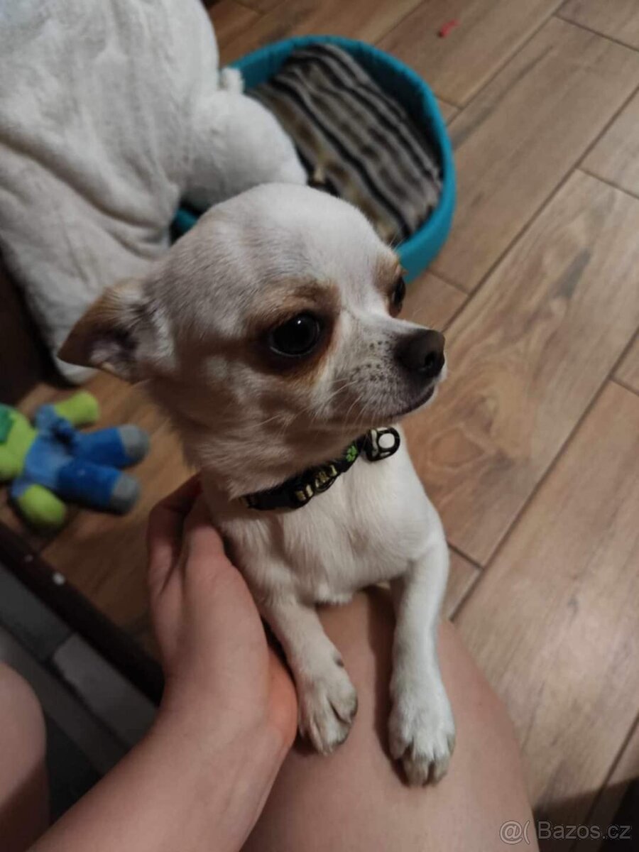 Stěně Čivava X Pražský Krysařík - 12