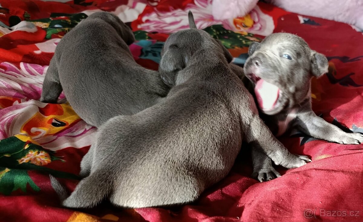 Stafordšírský bulteriér - 12