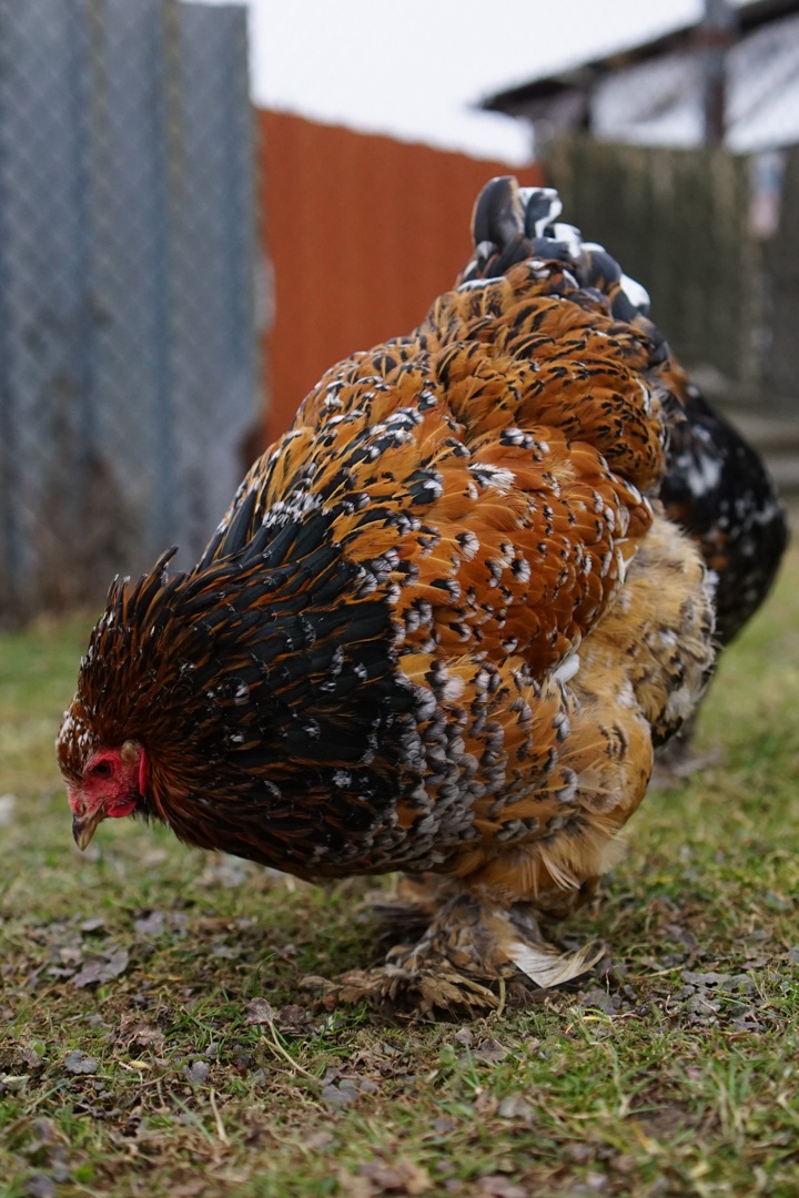 Brahmánky porcelánové 🥚🐣 (násadová vejce i kuřátka) - 12