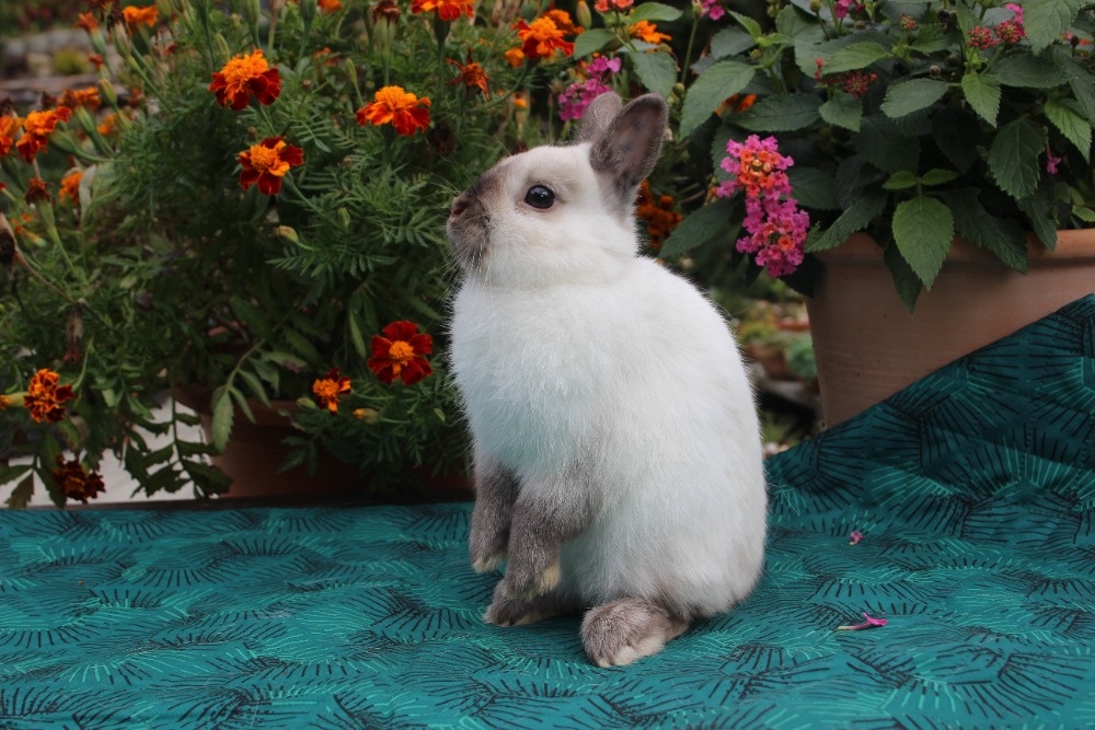 Zakrslý siamský žlutý méďa - 12