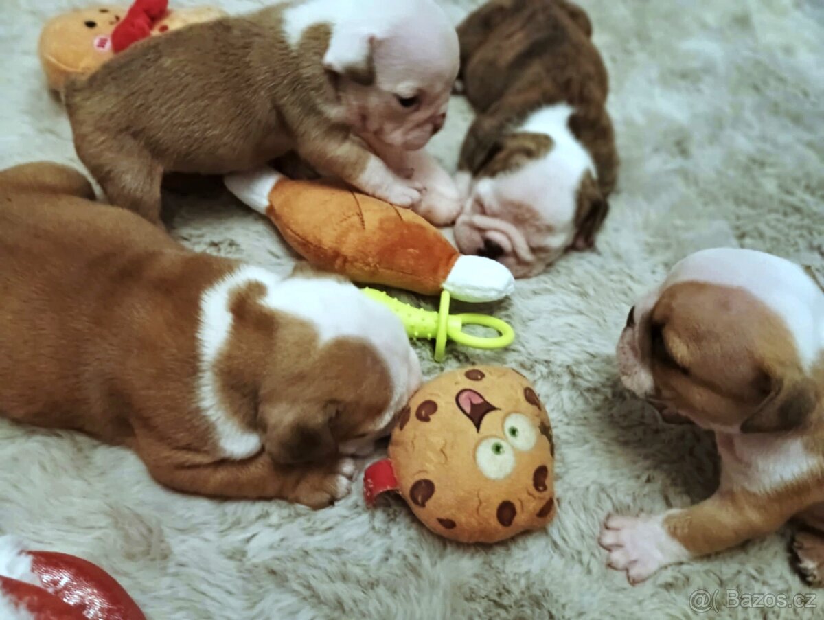 Anglický buldok s PP, štěňátka k rezervaci - 12