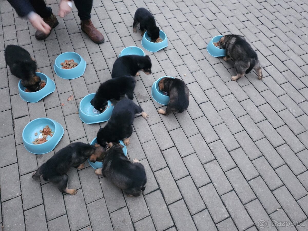 Prodam štěňata Rotvajller - Československý vlčák - 12