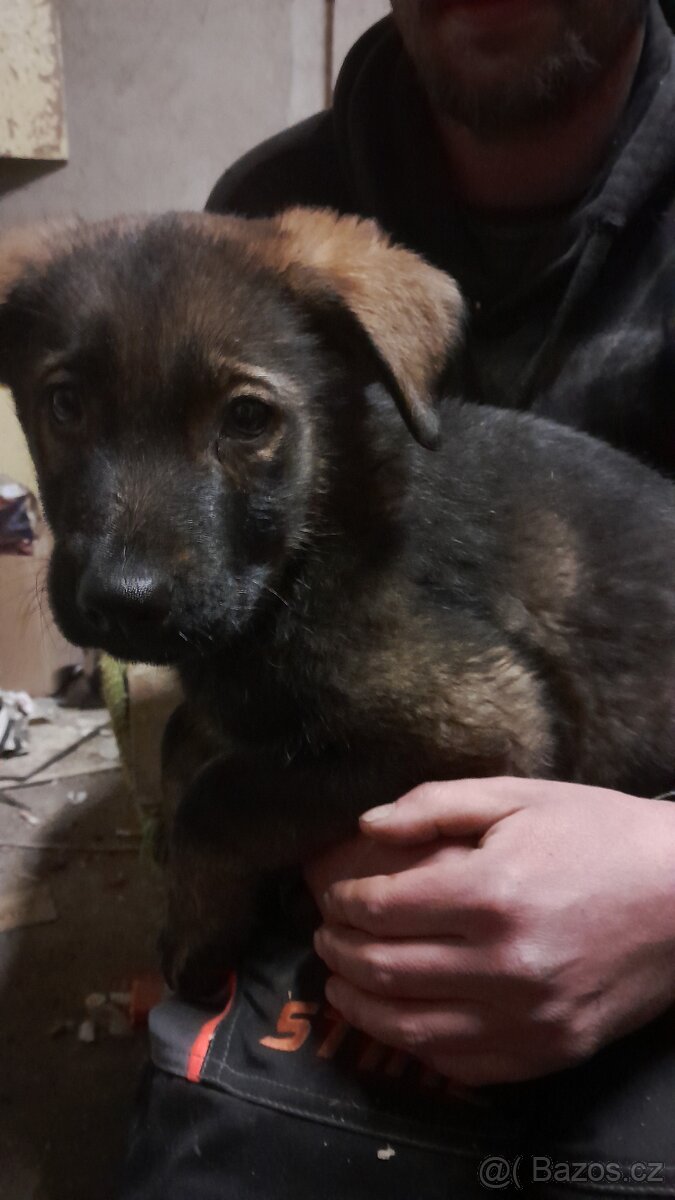 Štěňátka - 12