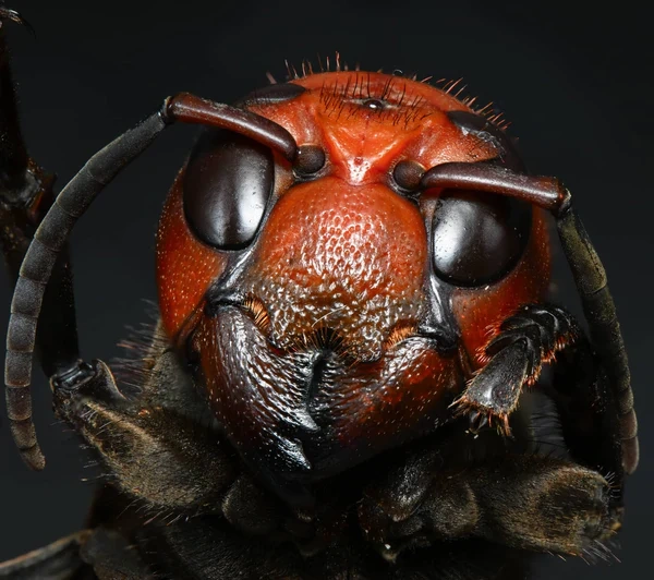 Pergear 100mm F2.8 Full Frame 2X Ultra Macro L mount, nové - 12