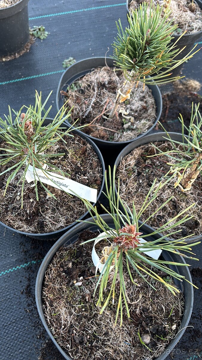 Borovice c2 doprava - 12