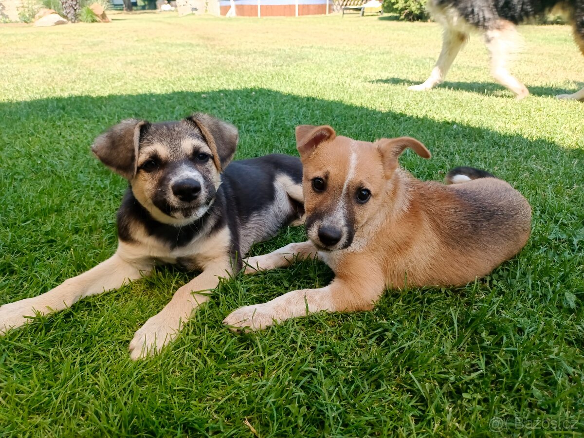 Hlídání psů - 12