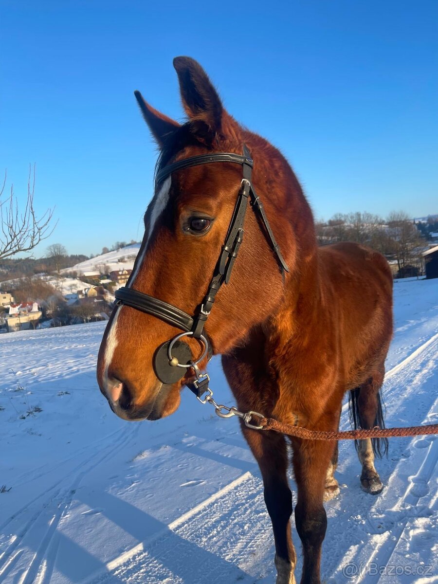 Všestranný valach - 12