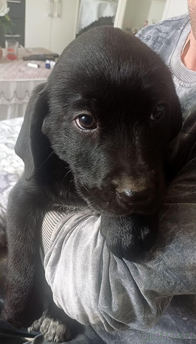 Štěňátka Labradora - 12