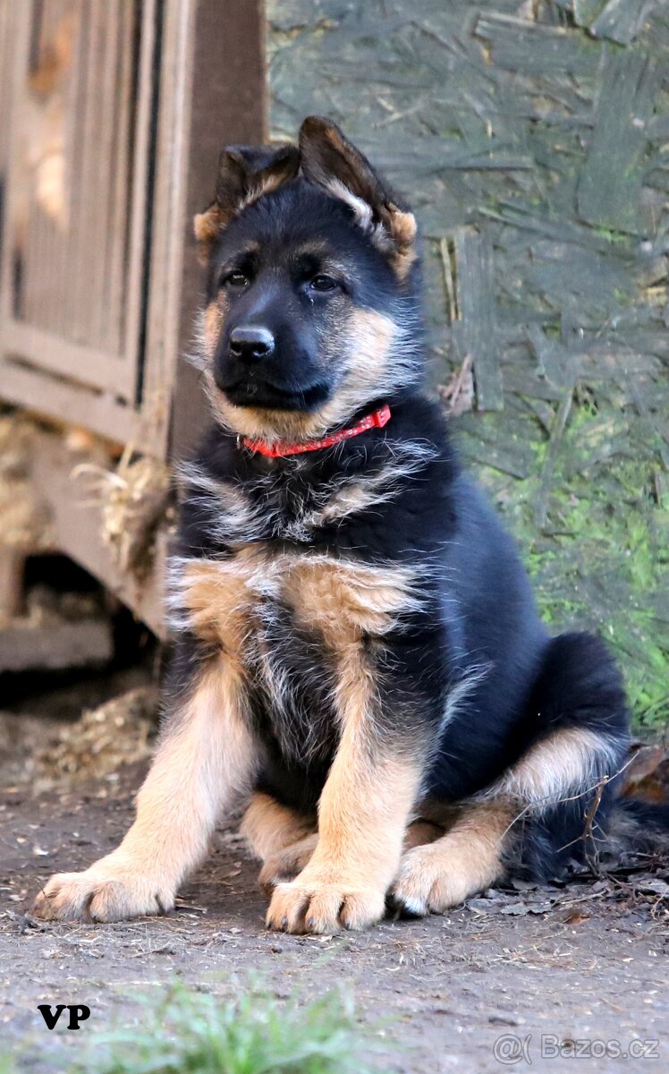Německý ovčák - 12